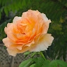 Margareta Begić
