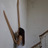 Alice Ferrante