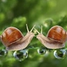 Festina Lente