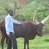 herbert twongyeirwe