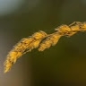 Hanna Wolska