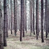 Tadas M.