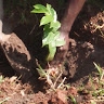 Aliwa Victor