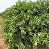 Mahouna HOUNDJEGA
