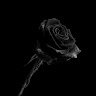 Black Rose