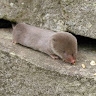 Shrew You