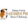 Guinea Pig