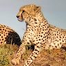 Nehpets kariuki