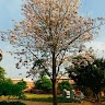 Poorvasandhya R