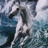 Kelpie Dakota