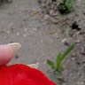 Алина Коваленко