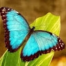 Chaney L
