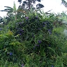 Muhereza Dancan