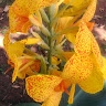 wonasolo nambassi