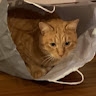 Vincenzo  