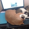 Amalia' s cat corner
