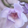 Zoia Naiko