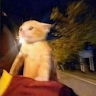 Денис Перчик