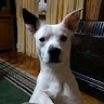 Nenad  