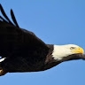 soaringeagle  