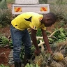 LIVINGSTONE SSEGUJJA
