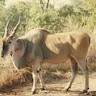 bigy narira