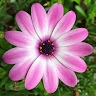 Grazia Branco