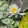 Debbie Palley