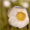 Vaida Batuleviciene