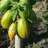 karani mworia