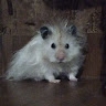 Dasha  