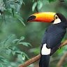 Dragule Swaib