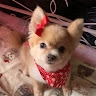 kitkat Xoxo