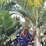Odette Ntahiraja