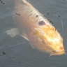 Margherita Squillario