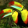 Tucan Transport  