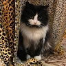 Олег Романов