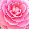 Camelia Encinas