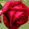 ROSE JEPKOECH