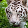 Tiger1983  