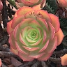 Suzan Norton