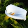lilly wanja