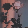 Mashal Burney