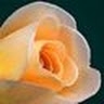 Susan Baronoff