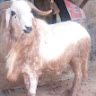 balkisu muhammad