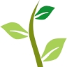 Moringa Salento