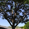 Eagle Tree and Lawn Care