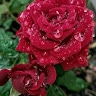 warda nassir