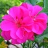 Vijaya B