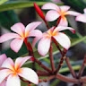 Kahuha Lydiah
